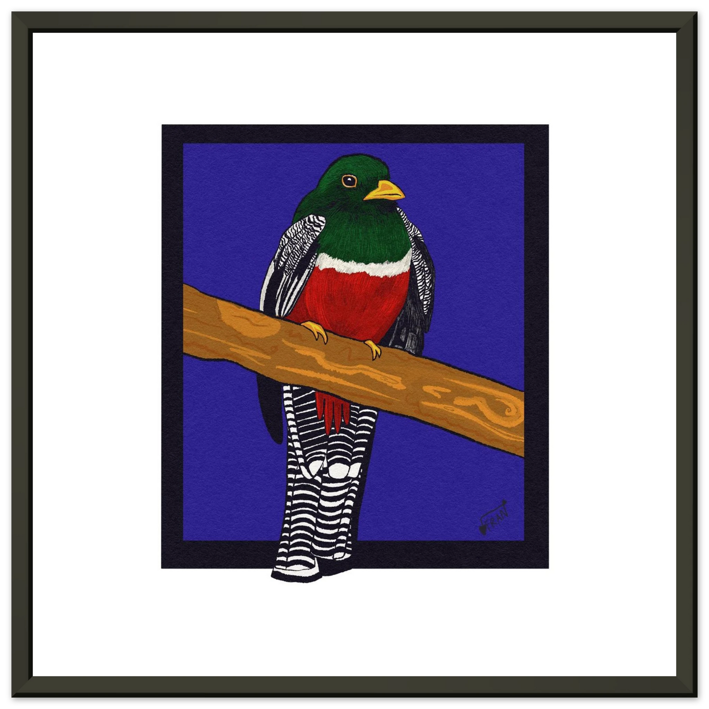 Hand-drawn Collared Trogon art print showing vibrant emerald-green tropical bird with red belly in metal frame on premium matte paper