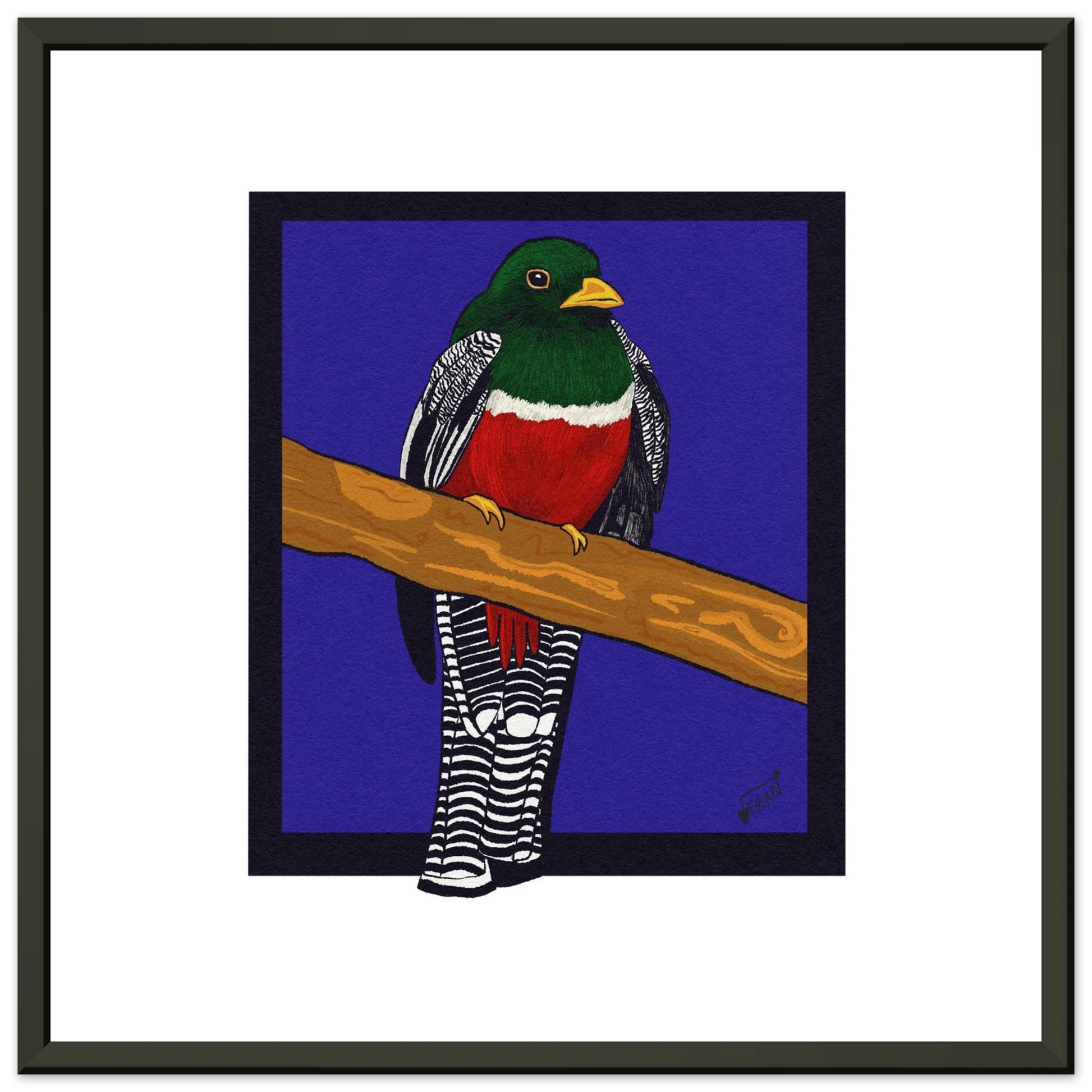 Hand-drawn Collared Trogon art print showing vibrant emerald-green tropical bird with red belly in metal frame on premium matte paper