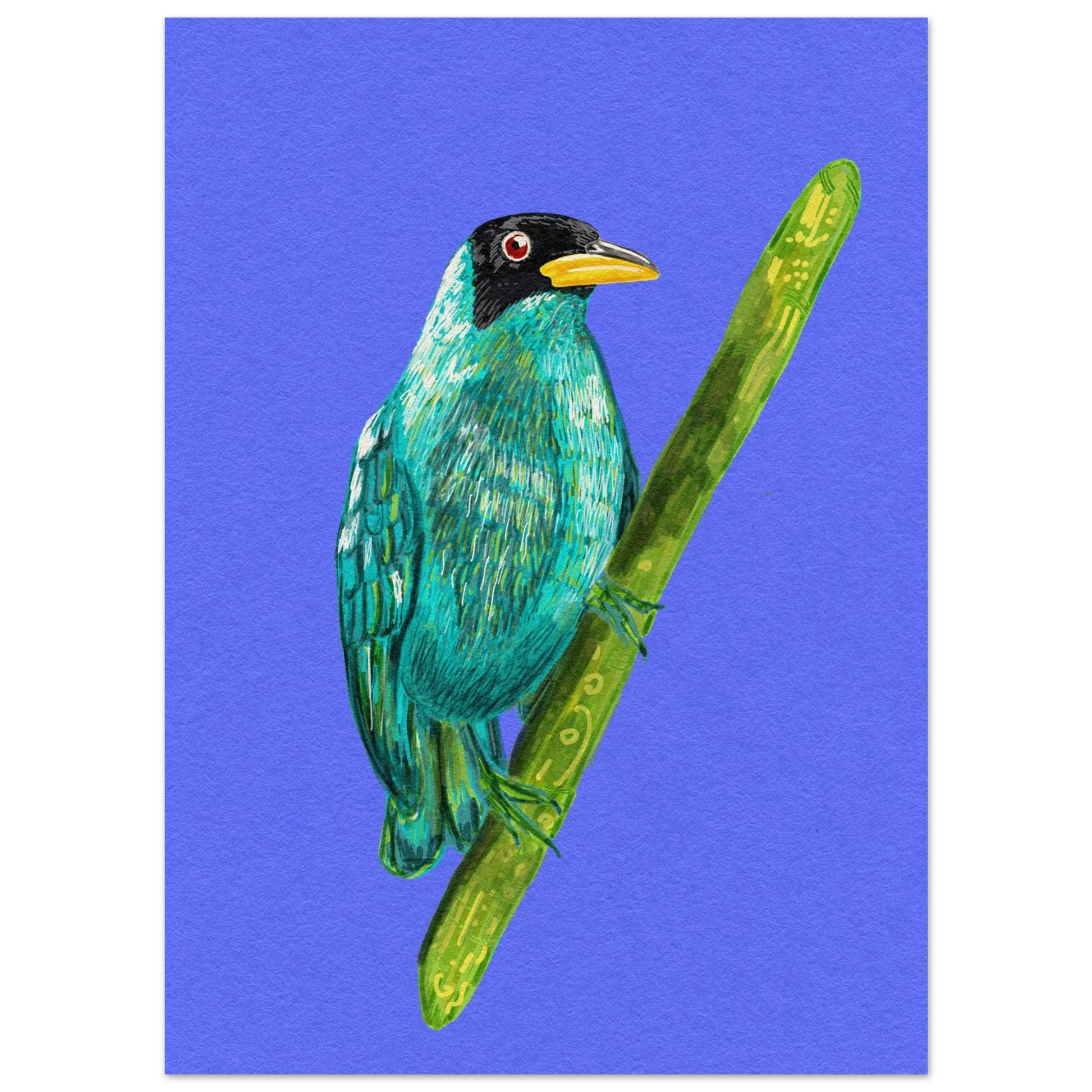 Hand-drawn Green Honeycreeper art print showing vibrant turquoise-green tropical bird on premium matte paper poster